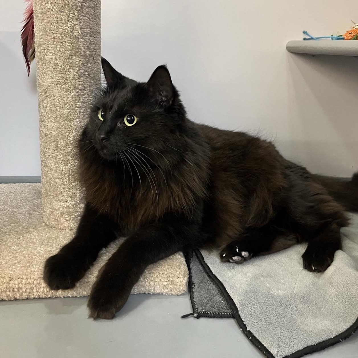 Ladyhawke, Adoptable, Adult Female Domestic Medium Hair.