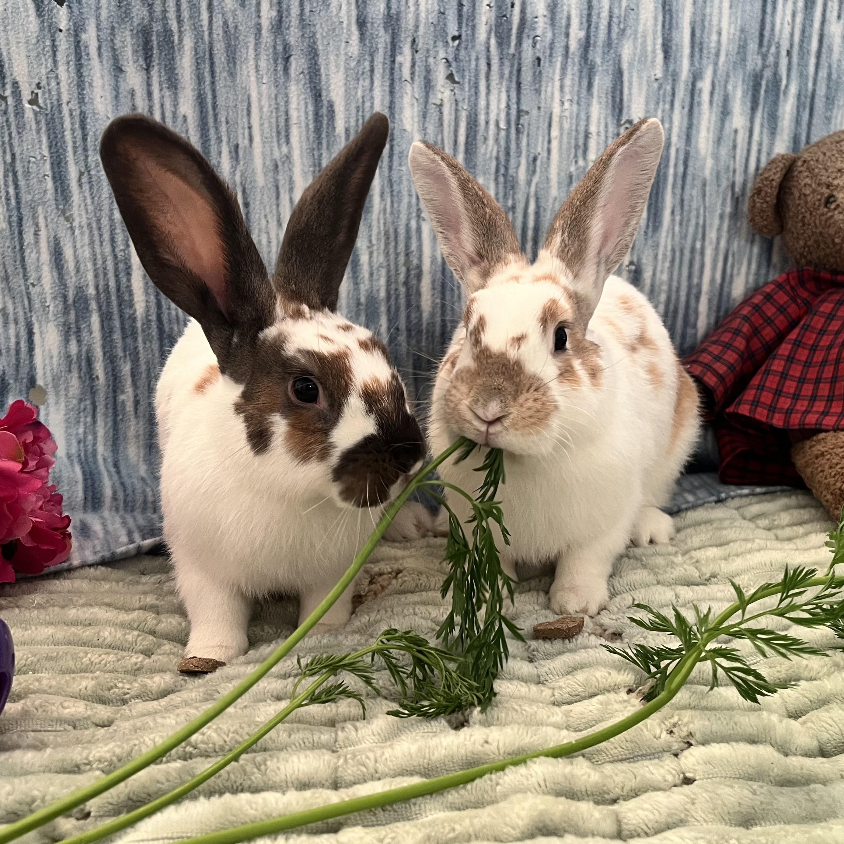 Enlarge Fern & Sage (bonded boys), a Adoptable mixed breed in Oakland, CA image 4/6