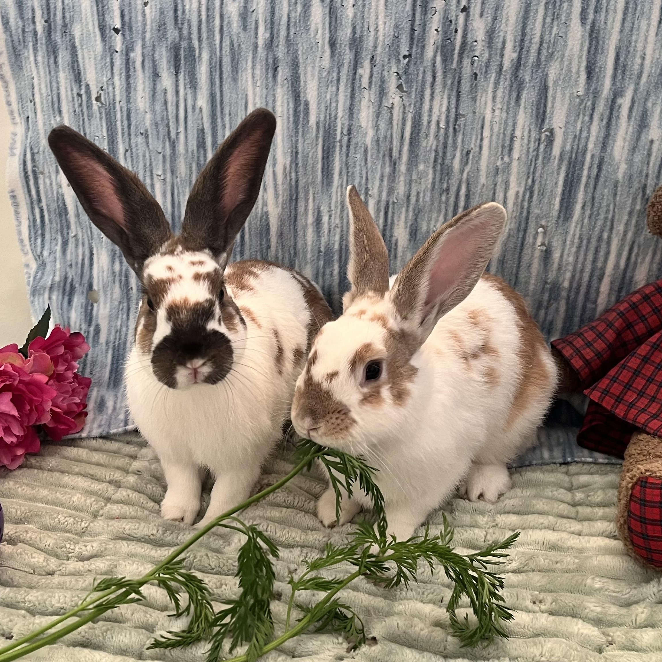 Enlarge Fern & Sage (bonded boys), a Adoptable mixed breed in Oakland, CA image 1/6