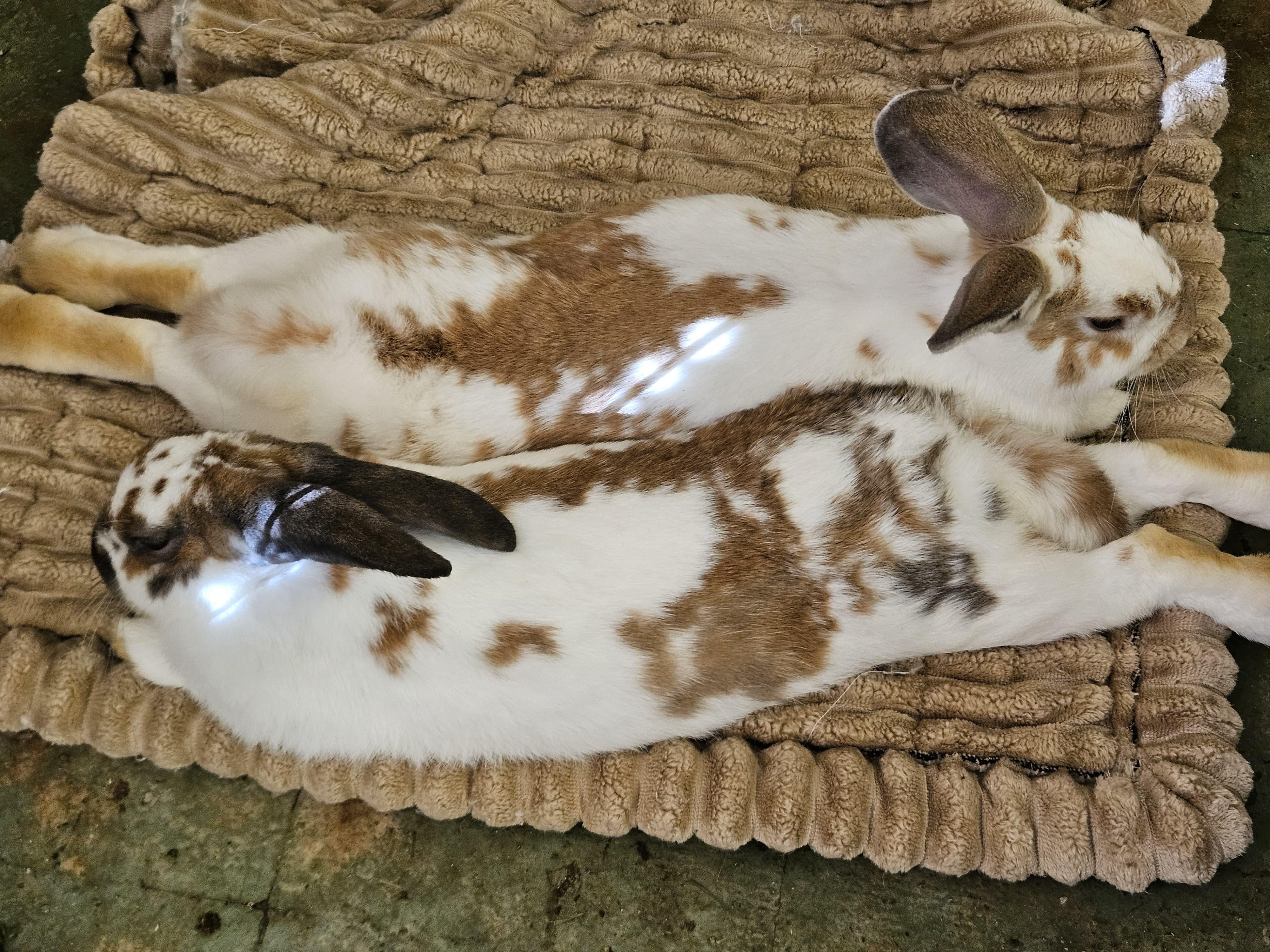 Enlarge Fern & Sage (bonded boys), a Adoptable mixed breed in Oakland, CA image 5/6