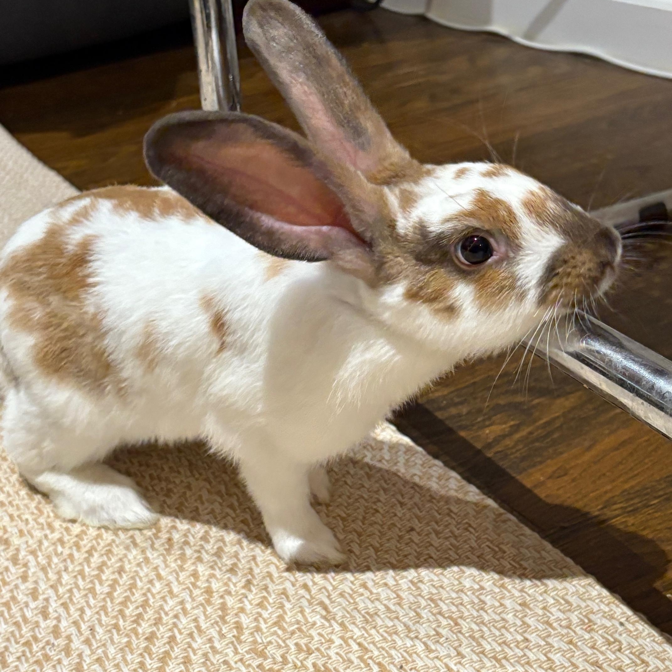 Enlarge Fern & Sage (bonded boys), a Adoptable mixed breed in Oakland, CA image 6/6