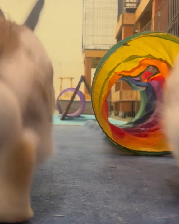 Enlarge Fern & Sage (bonded boys), a Adoptable mixed breed in Oakland, CA video 2/6