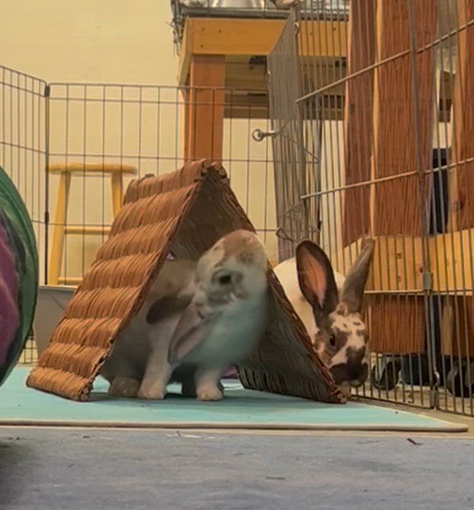 Enlarge Fern & Sage (bonded boys), a Adoptable mixed breed in Oakland, CA video 3/6