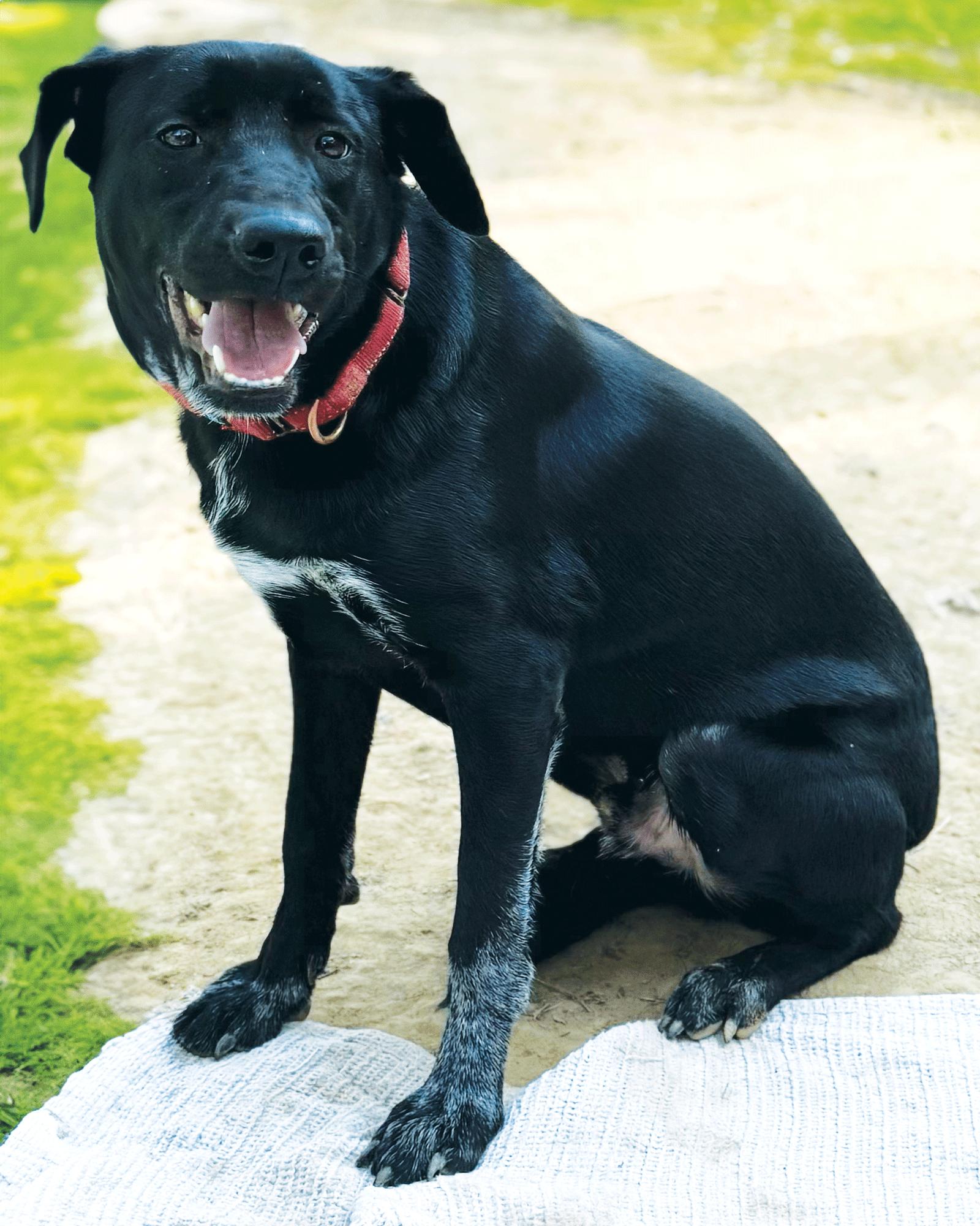 Smidge, Adoptable, Young Male Labrador Retriever & Australian Cattle Dog / Blue Heeler.