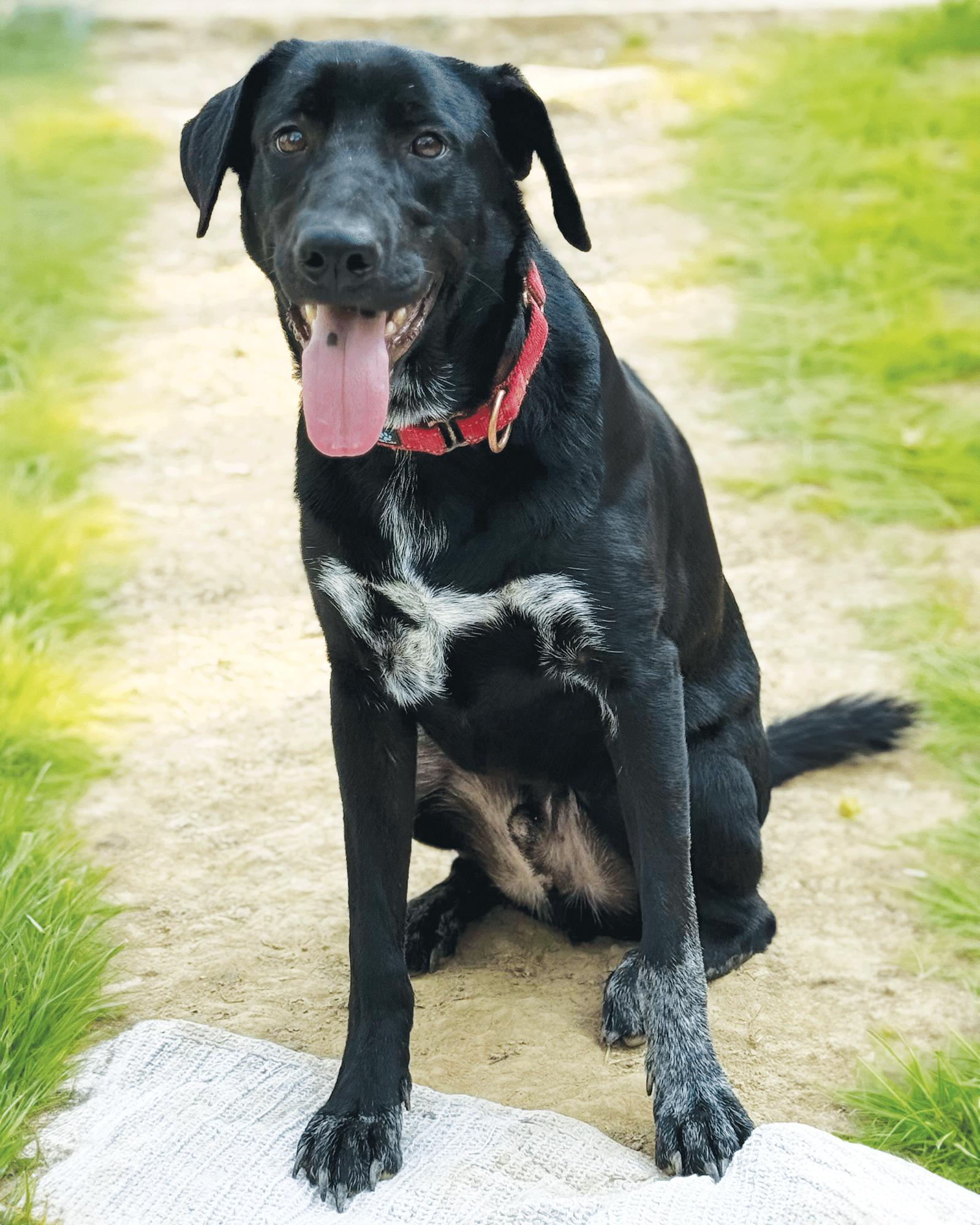 Smidge, a Adoptable mixed breed in Munford, TN image 2/2