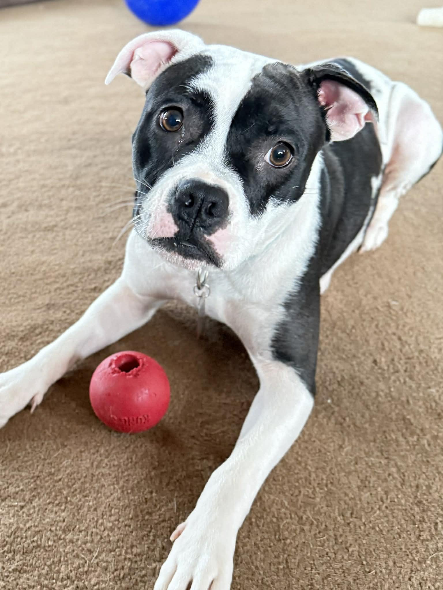 Enlarge Dottie , a ADOPTABLE mixed breed in Springville, NY image 3/6