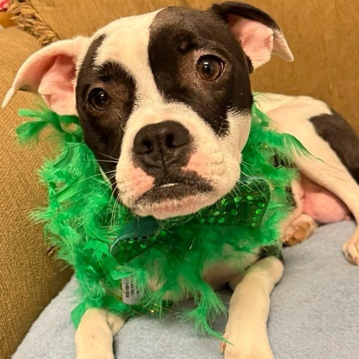 Enlarge Dottie , a ADOPTABLE mixed breed in Springville, NY image 5/6