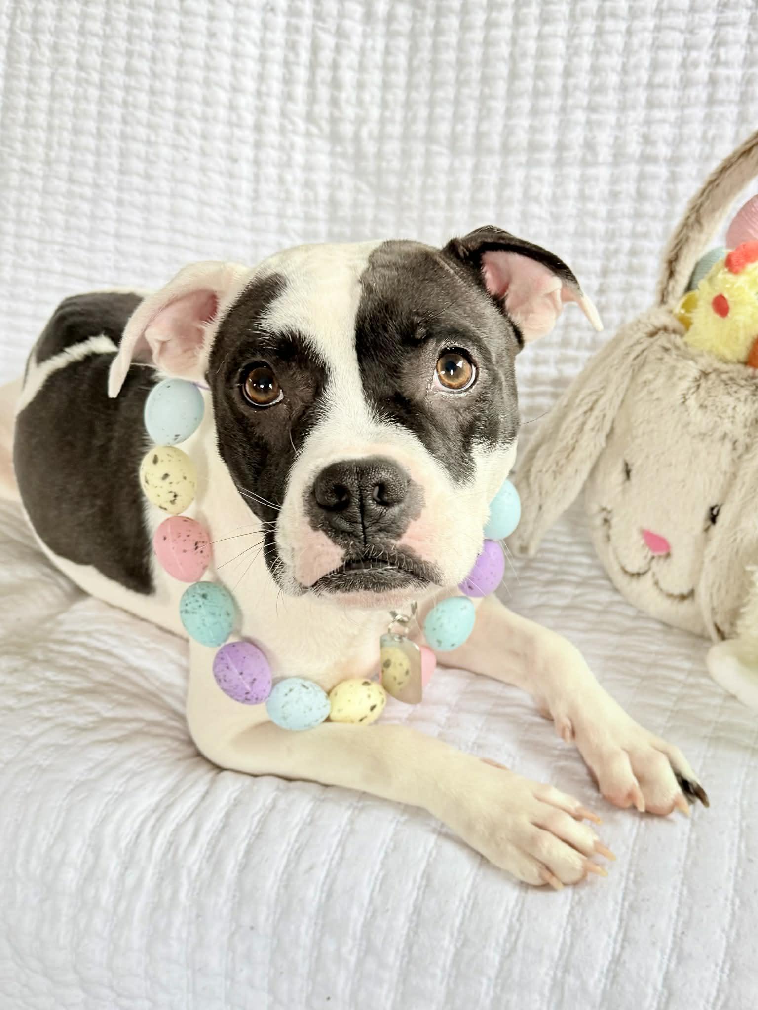 Enlarge Dottie , a ADOPTABLE mixed breed in Springville, NY image 1/6