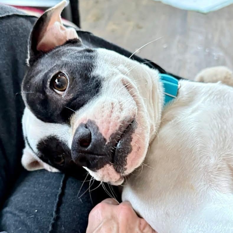 Enlarge Dottie , a ADOPTABLE mixed breed in Springville, NY image 4/6