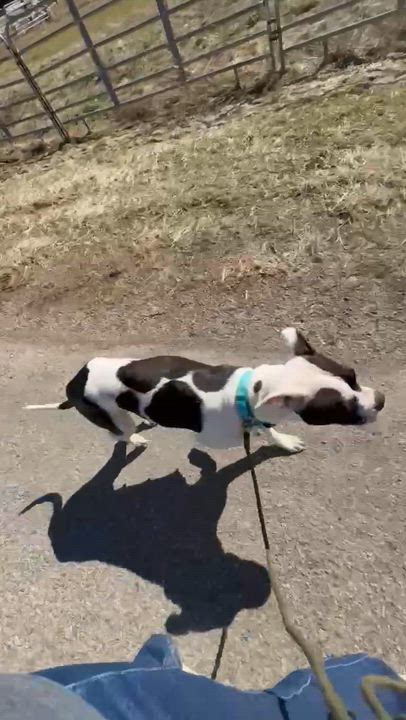 Enlarge Dottie , a ADOPTABLE mixed breed in Springville, NY video 2/6