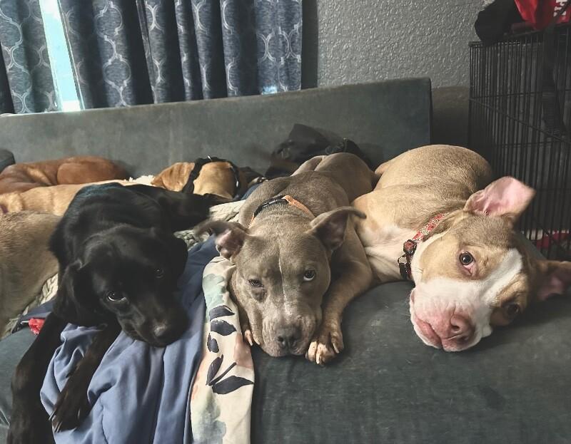 Bee Bee The Bouncy Belle