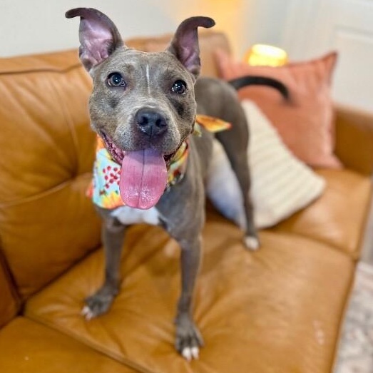 Bee Bee The Bouncy Belle — thumbnail 3