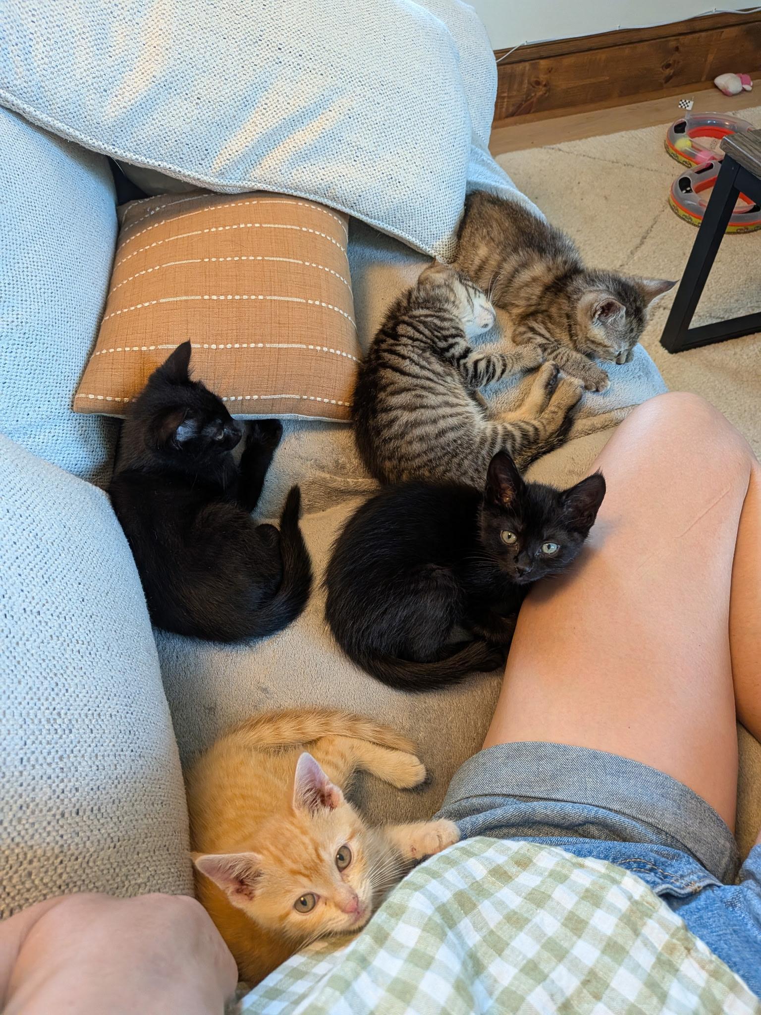 Oxford Porch Babies, ADOPTABLE, Kitten Male Tabby.