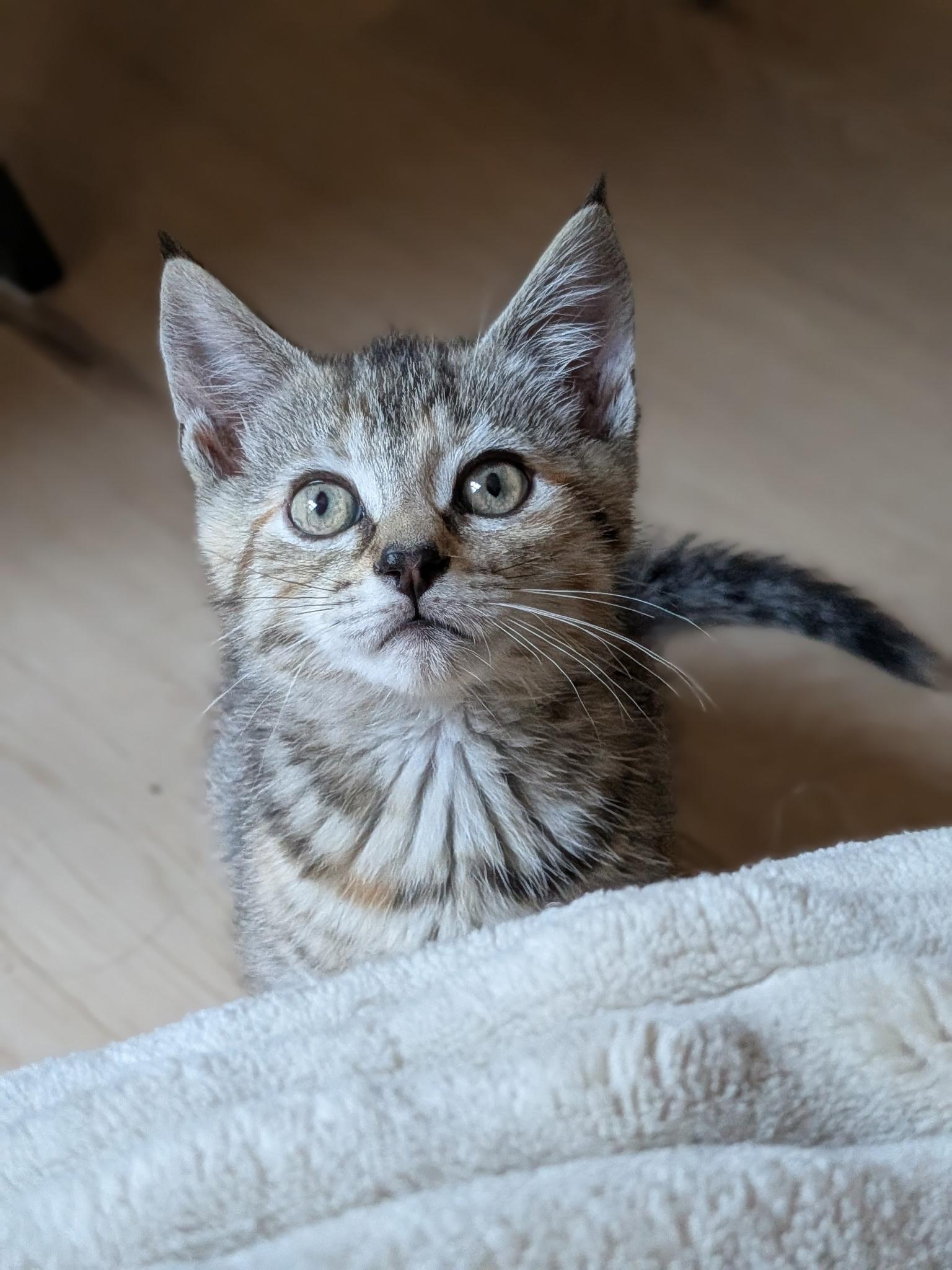 Oxford Porch Babies, a ADOPTABLE Tabby in Bear, DE image 5/5