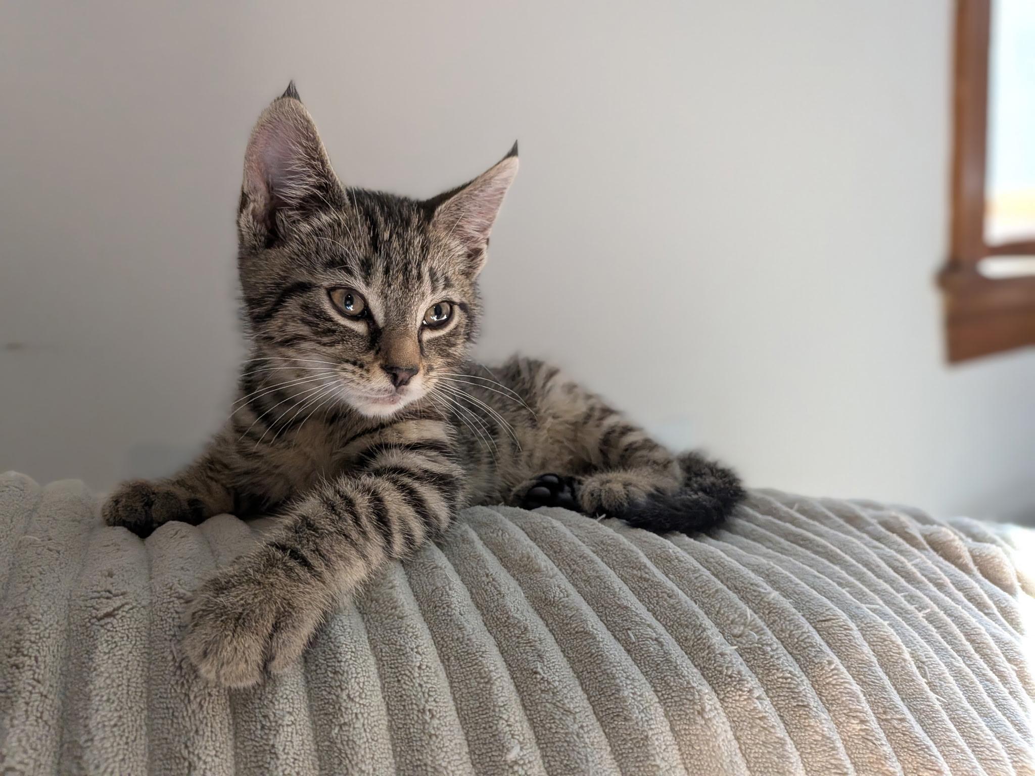Oxford Porch Babies, a ADOPTABLE Tabby in Bear, DE image 3/5