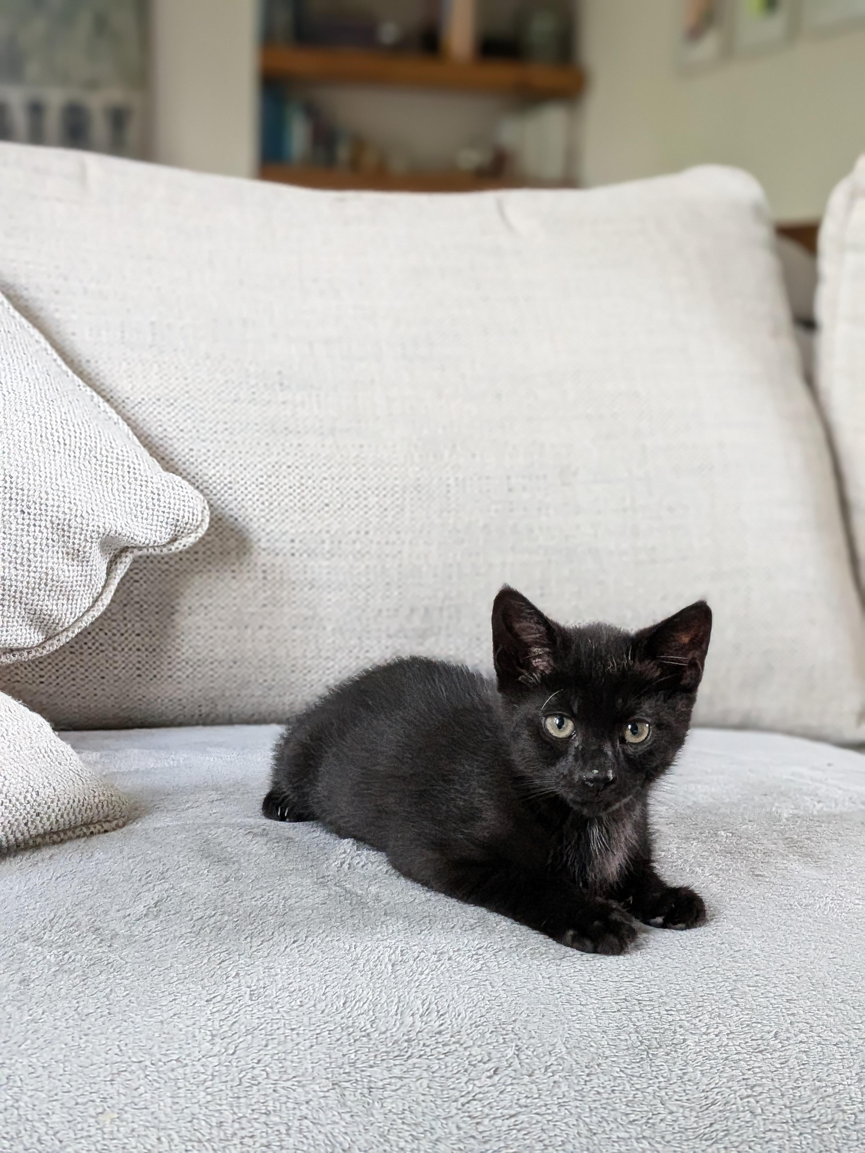 Oxford Porch Babies, a ADOPTABLE Tabby in Bear, DE image 2/5