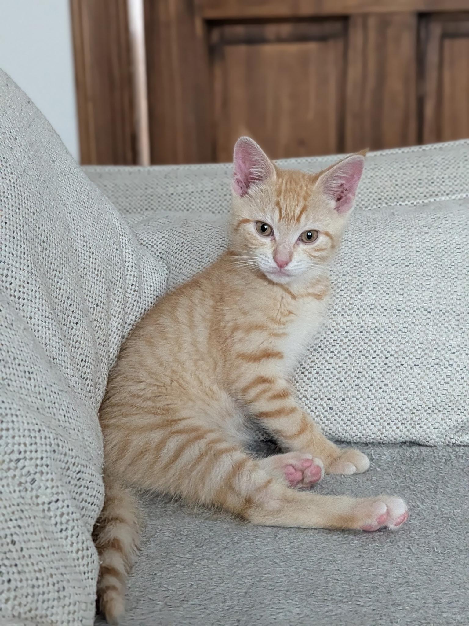 Oxford Porch Babies, a ADOPTABLE Tabby in Bear, DE image 4/5