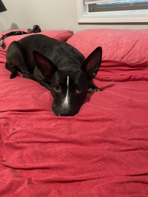 Enlarge Banderita, a Adoptable Pit Bull Terrier in Crete, IL image 1/3