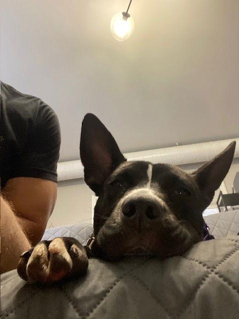 Enlarge Banderita, a Adoptable Pit Bull Terrier in Crete, IL image 2/3