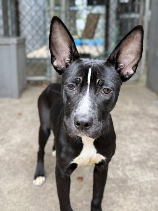 Banderita, Adoptable, Young Female Pit Bull Terrier.