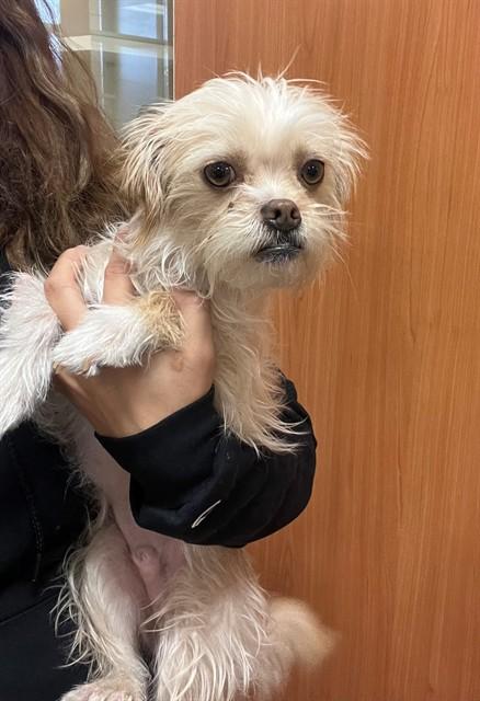 MILES, Adoptable, Adult Male Terrier & Mixed Breed.