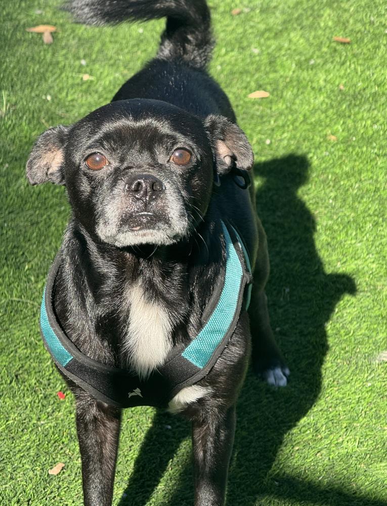 Enlarge Rocky, a Adoptable mixed breed in Oakdale, CA image 1/6