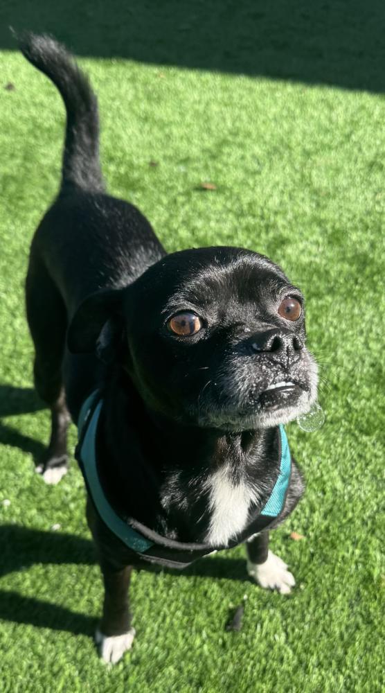 Enlarge Rocky, a Adoptable mixed breed in Oakdale, CA image 3/6