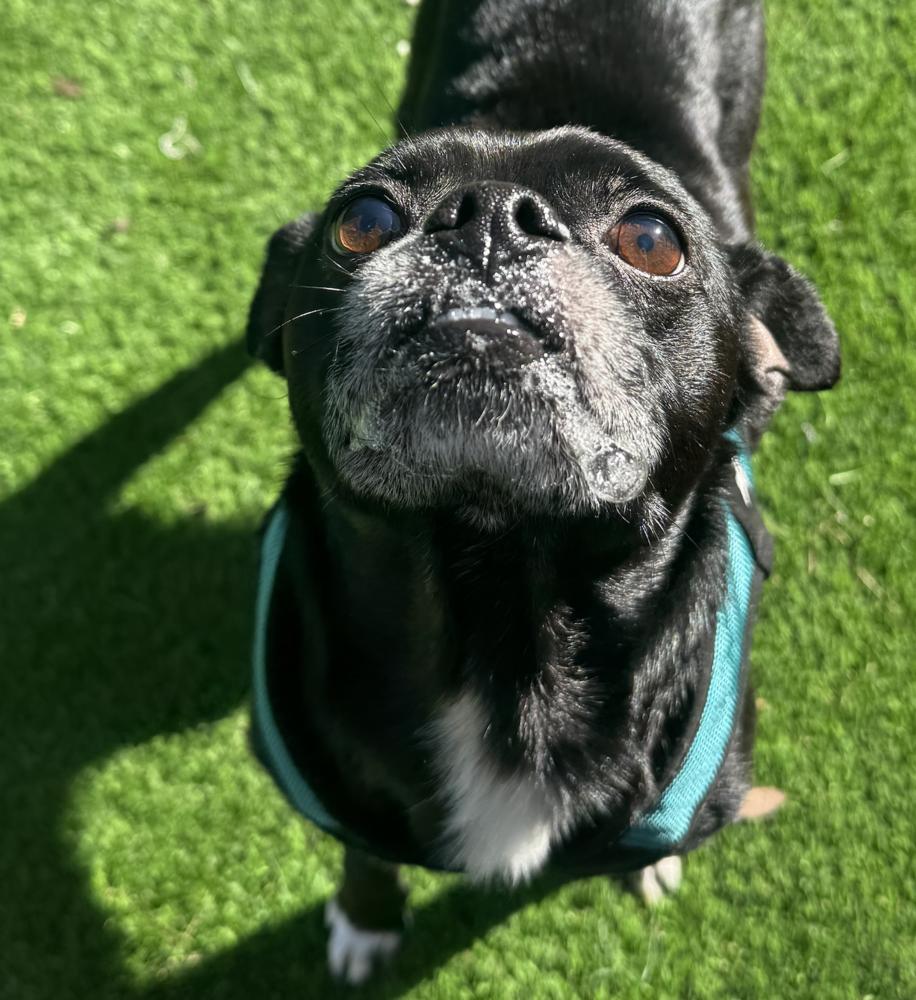Enlarge Rocky, a Adoptable mixed breed in Oakdale, CA image 4/6