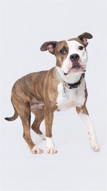 Enlarge MAXINE, a Adoptable Pit Bull Terrier in Upper Marlboro, MD image 1/1