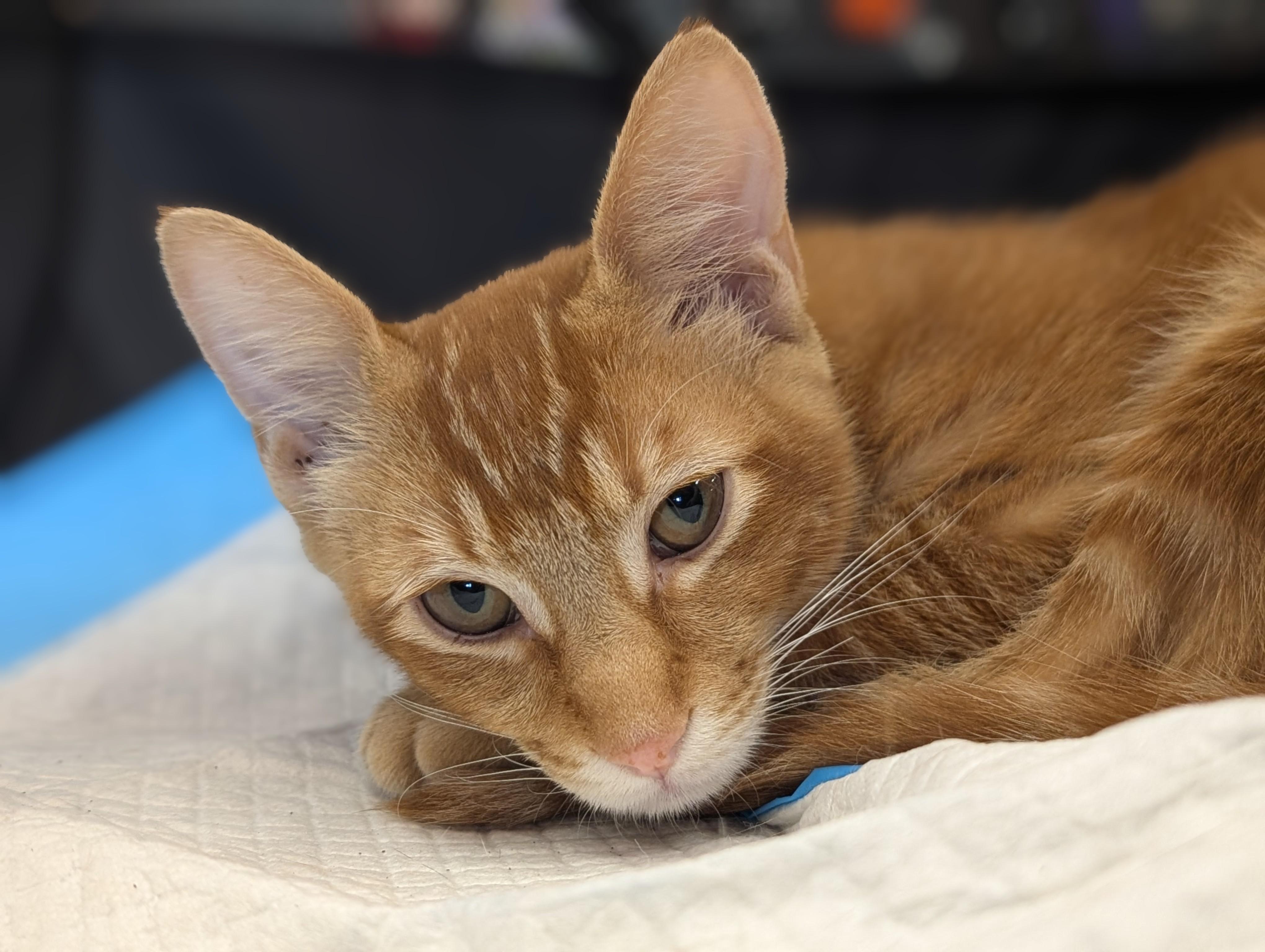 Enlarge Chal Su, a Adoptable Domestic Short Hair in Honolulu, HI image 2/4