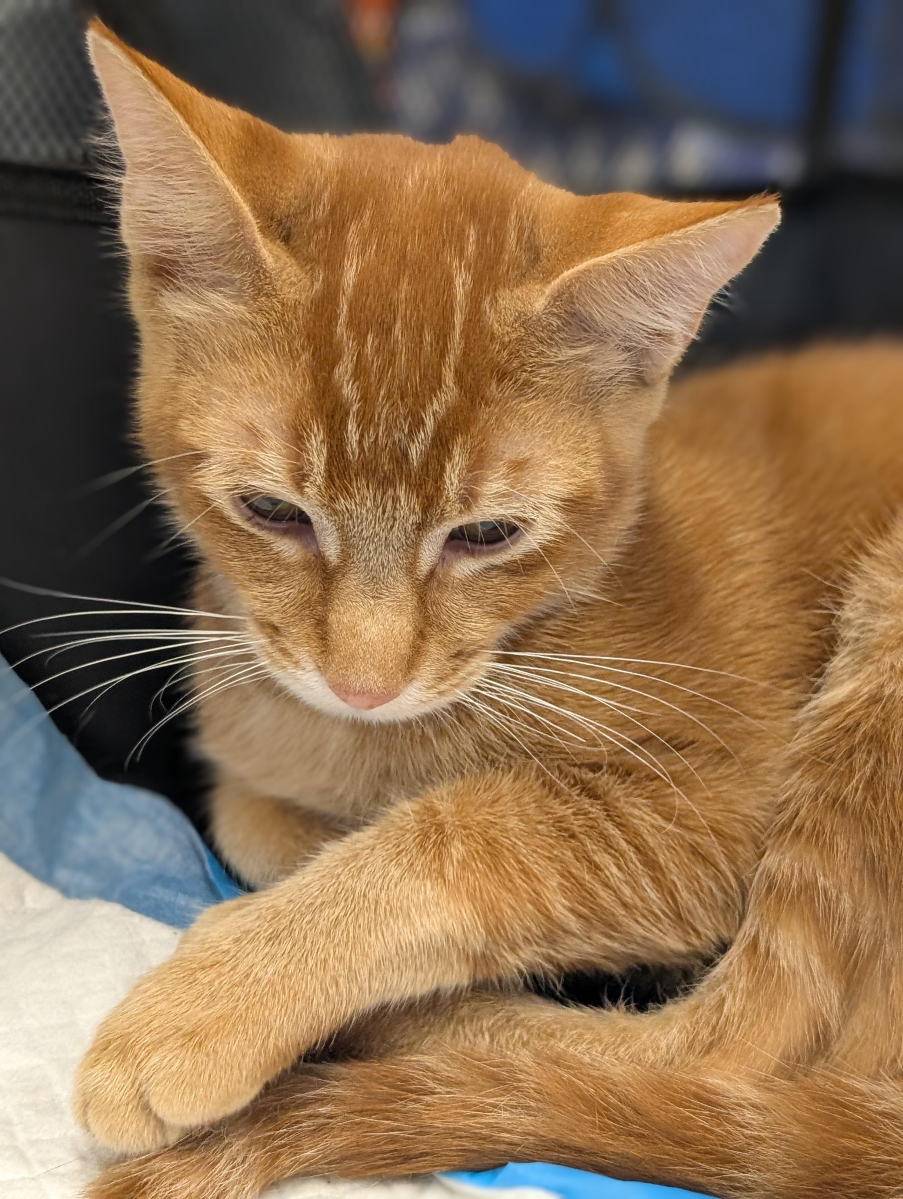 Enlarge Chal Su, a Adoptable Domestic Short Hair in Honolulu, HI image 3/4