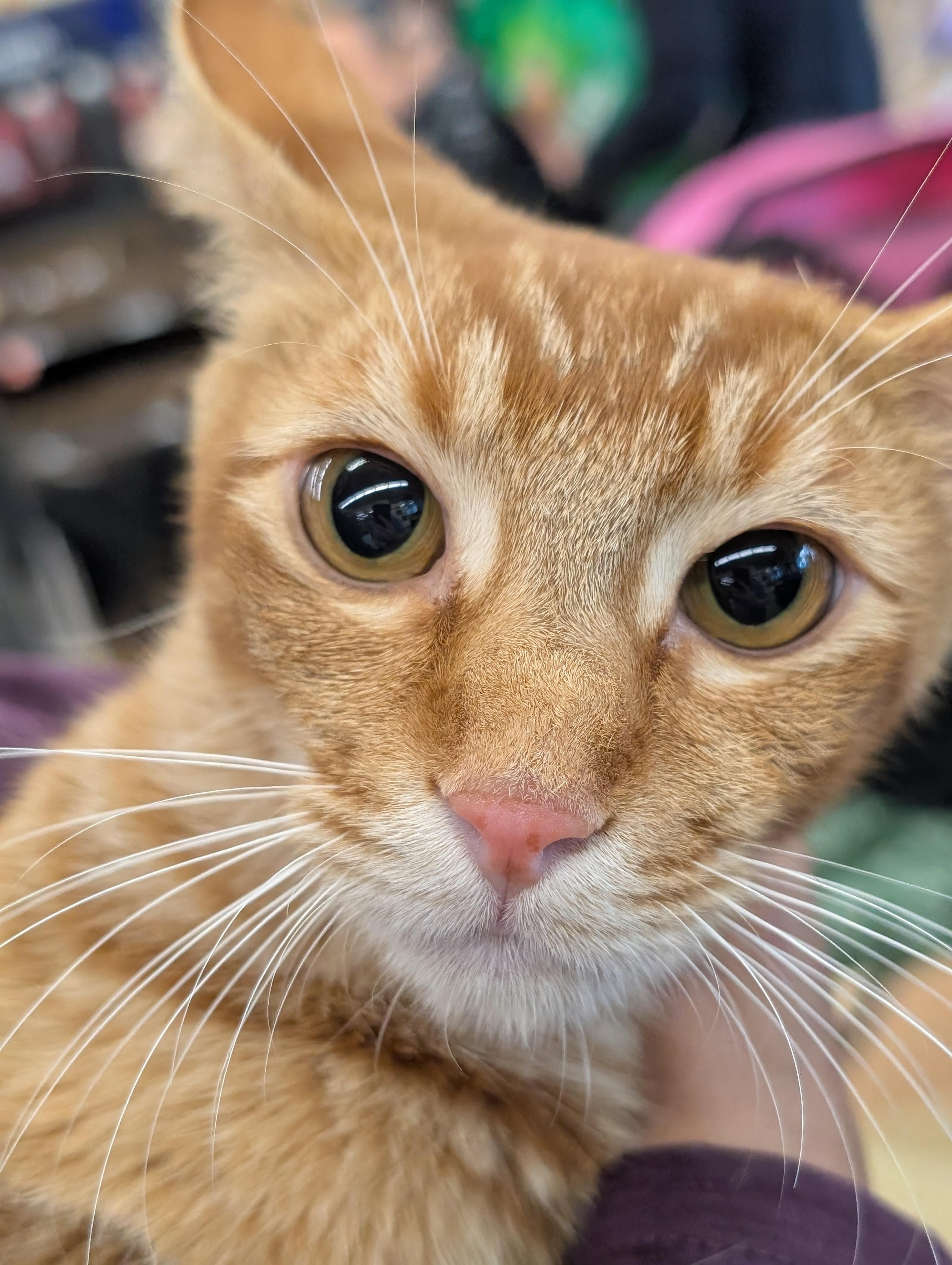 Enlarge Chal Su, a Adoptable Domestic Short Hair in Honolulu, HI image 3/5