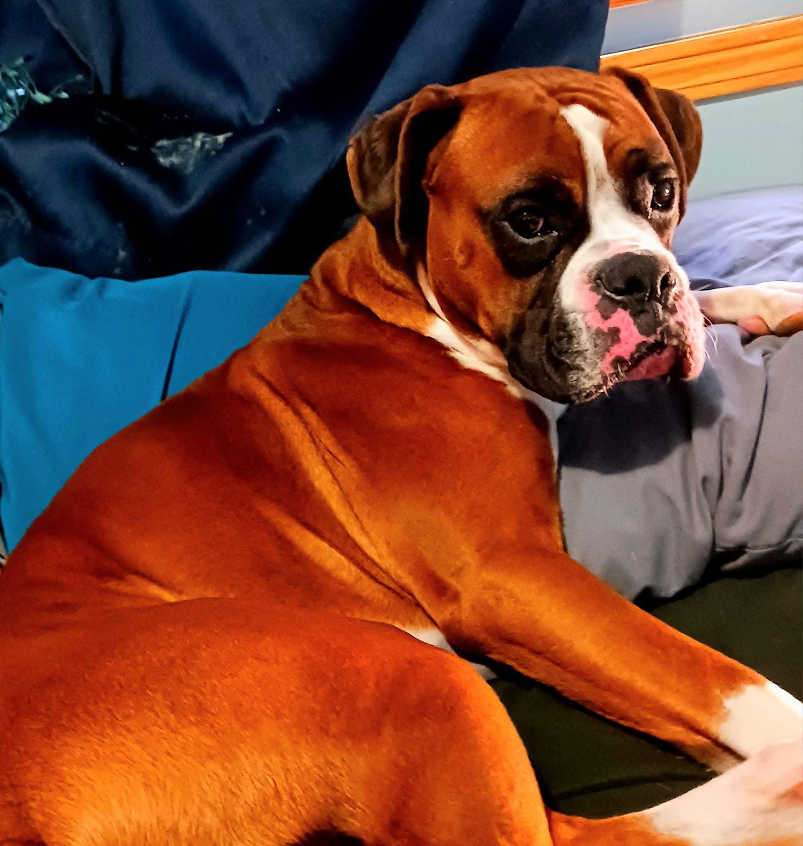 Eddie *Adoption Pending*, Adoptable, Adult Male Boxer.