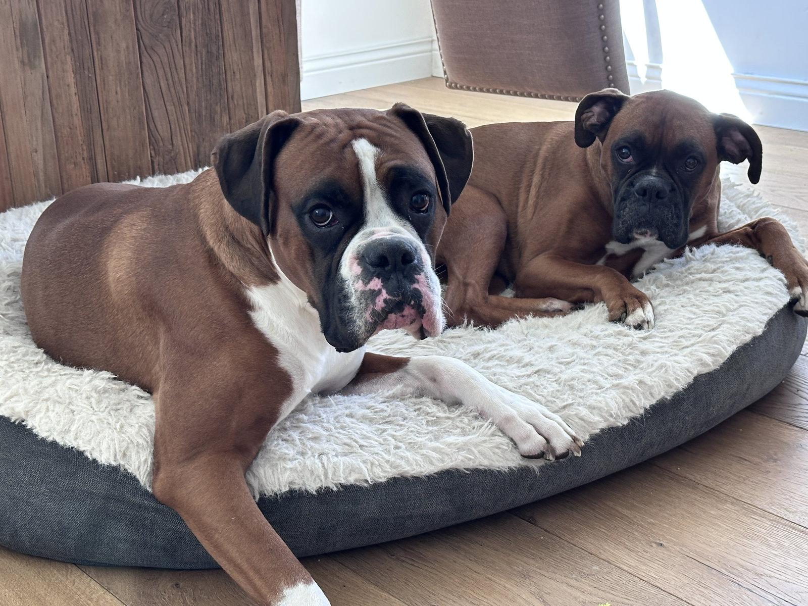 Eddie *Bonded to Nala*, Adoptable, Adult Male Boxer.