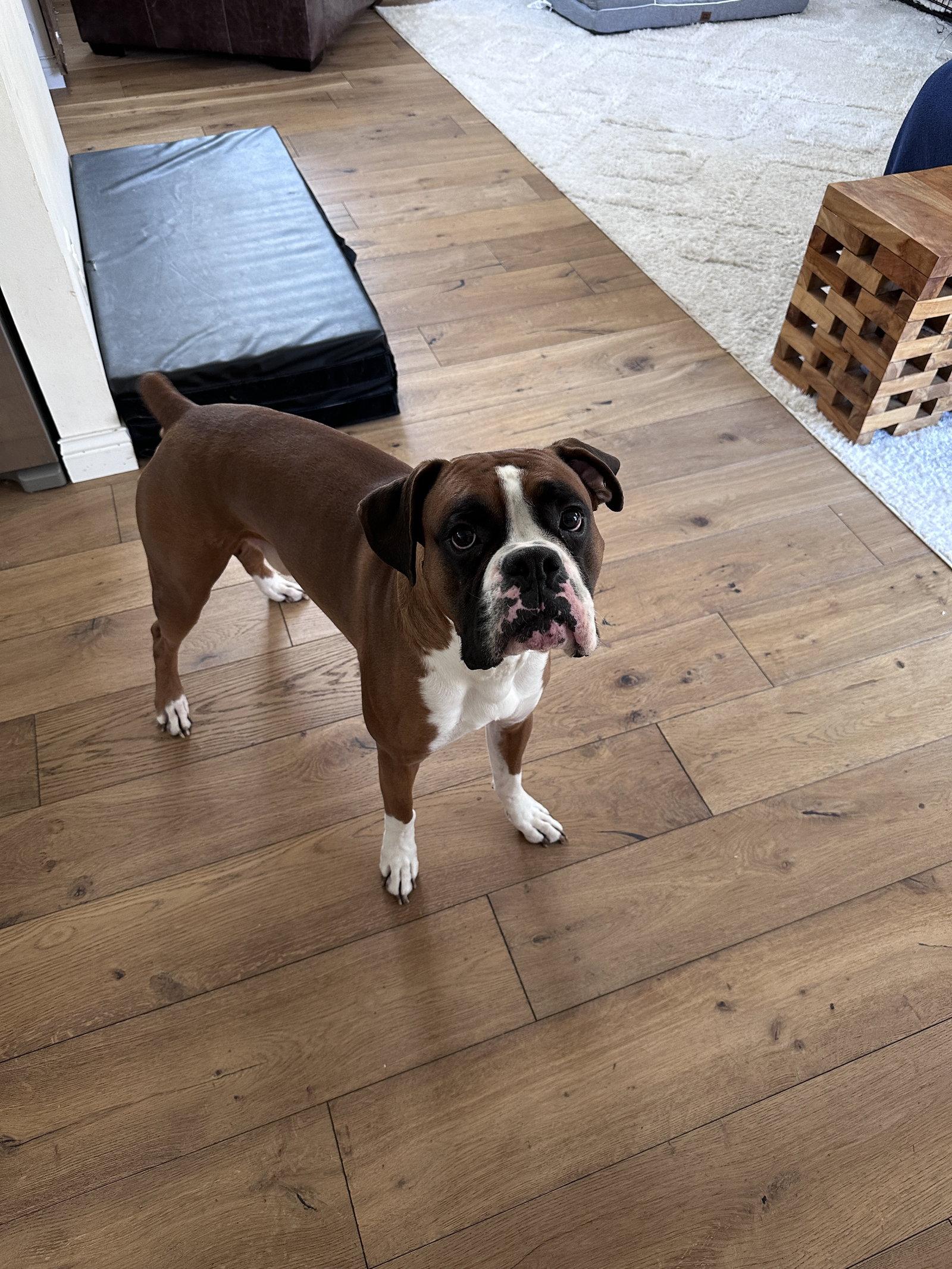 Enlarge Eddie *Bonded to Nala*, a Adoptable Boxer in Woodbury, MN image 3/3