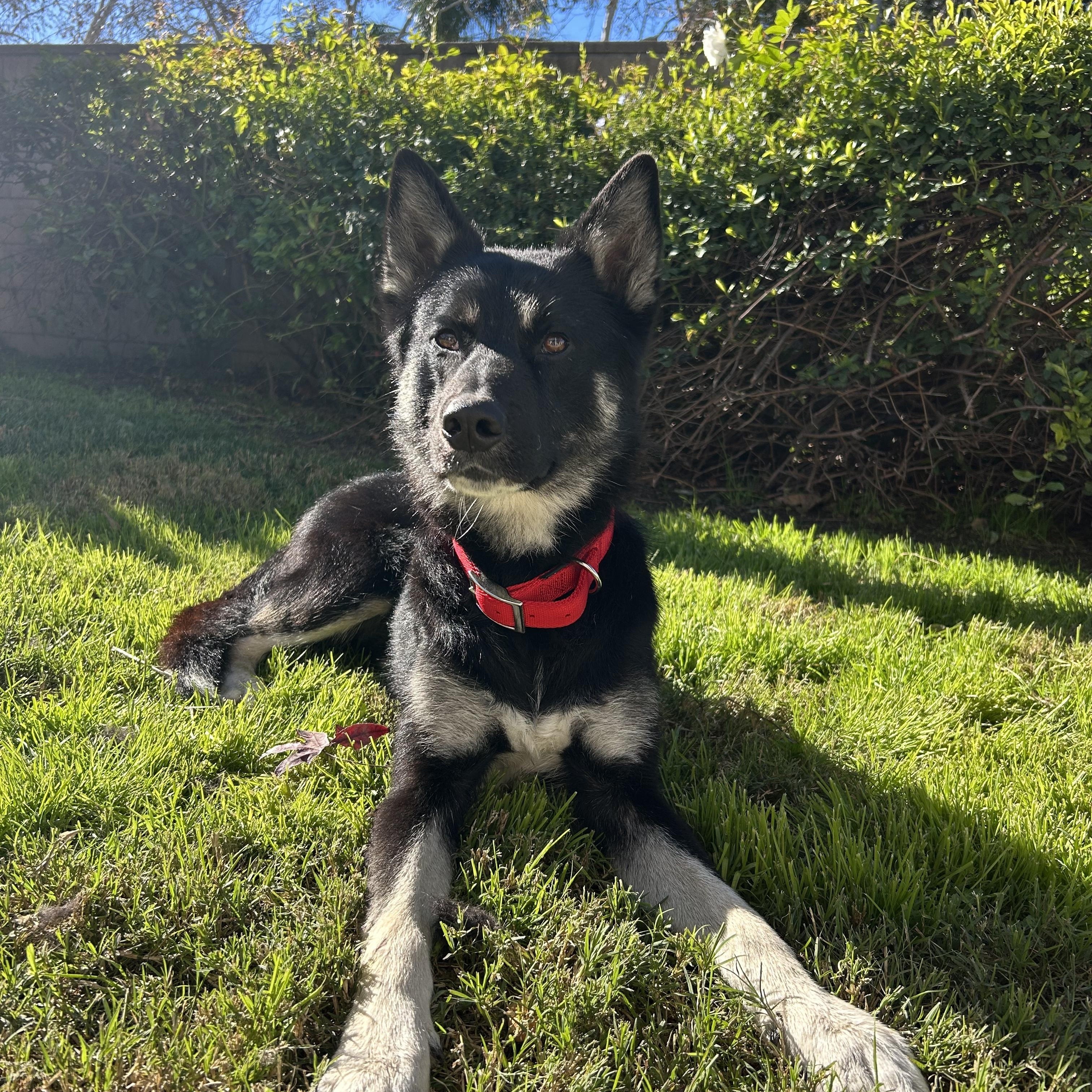 Enlarge Bandit, a ADOPTABLE mixed breed in san bernadino, CA image 1/6