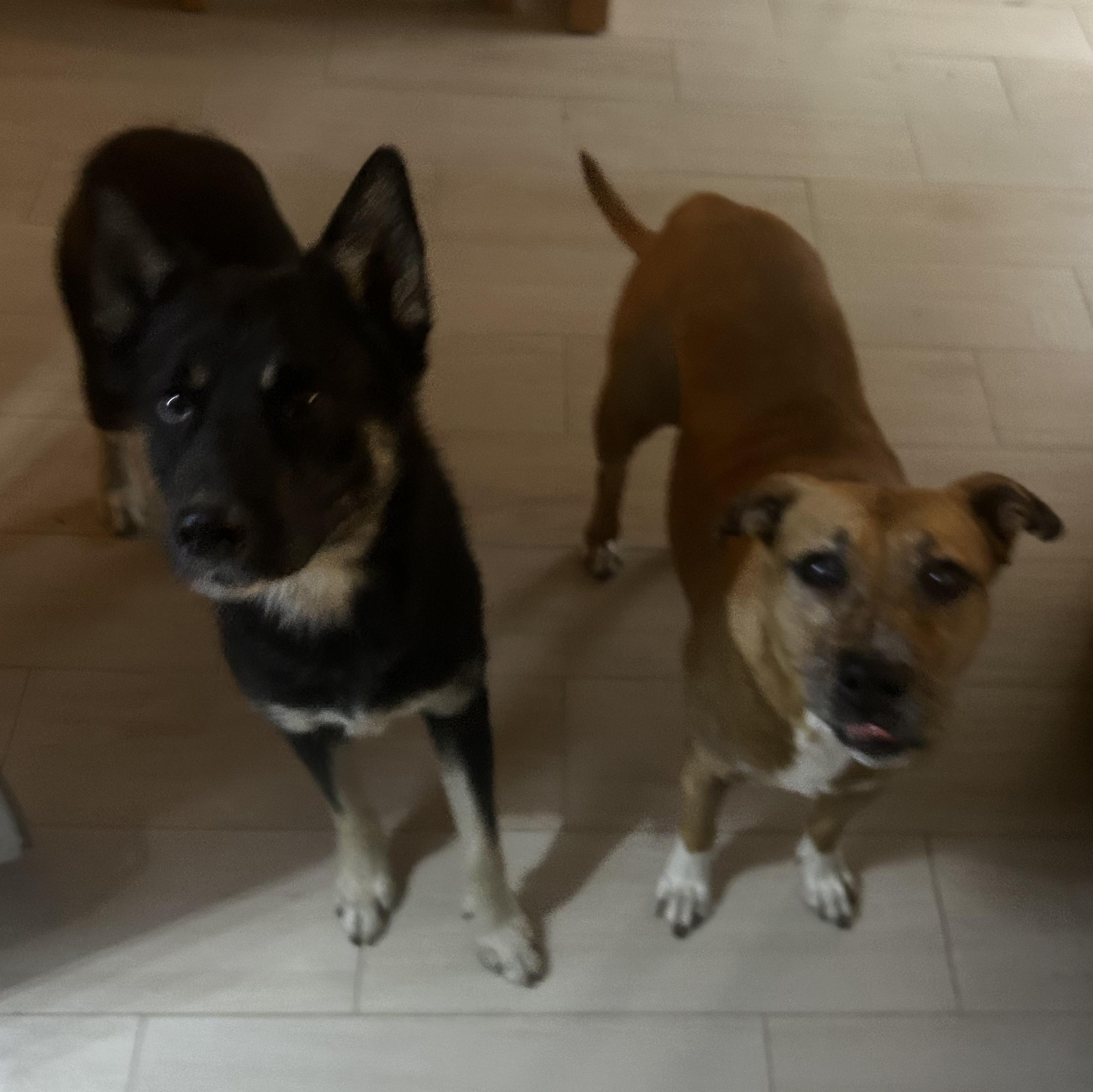 Enlarge Bandit, a ADOPTABLE mixed breed in san bernadino, CA image 6/6