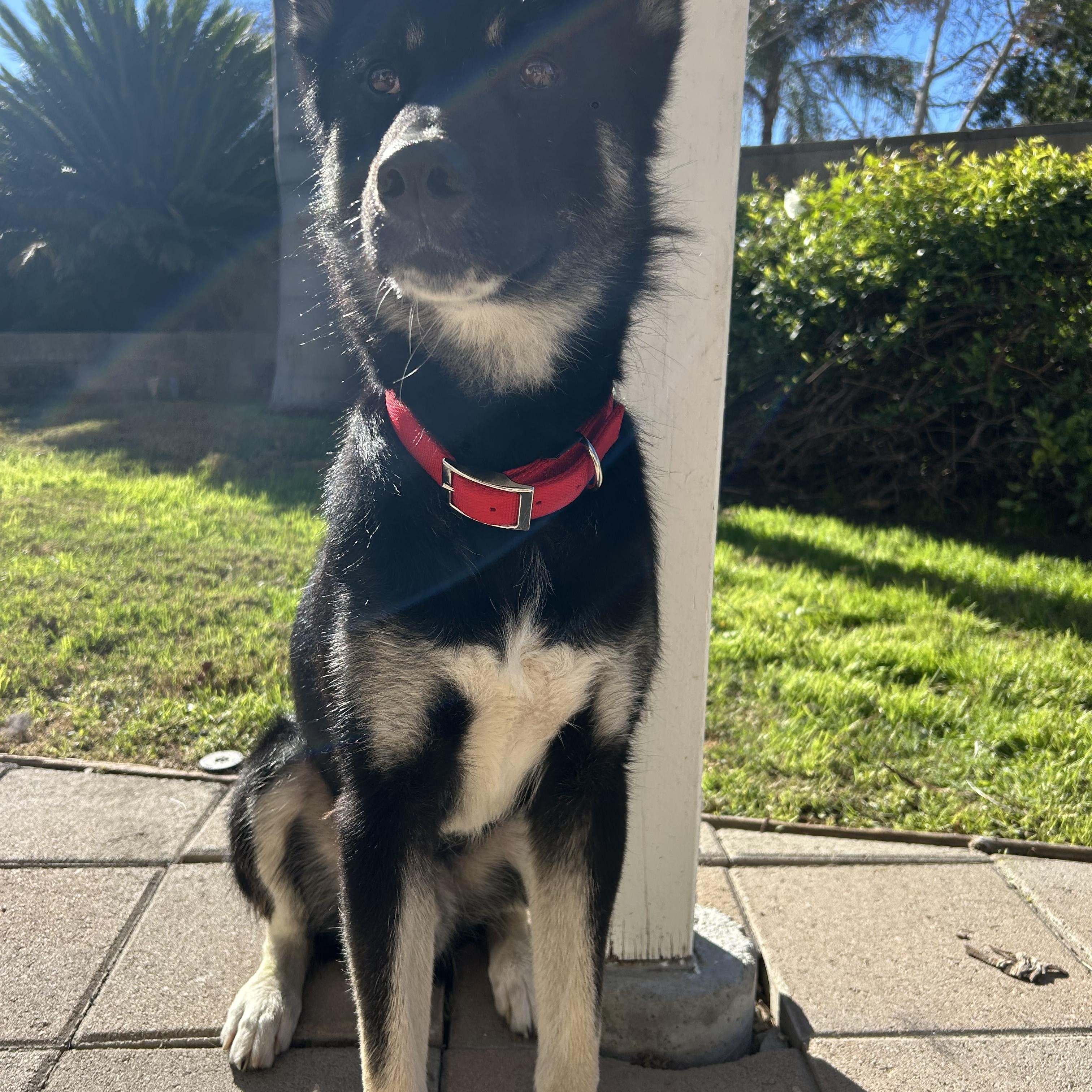 Enlarge Bandit, a ADOPTABLE mixed breed in san bernadino, CA image 5/6