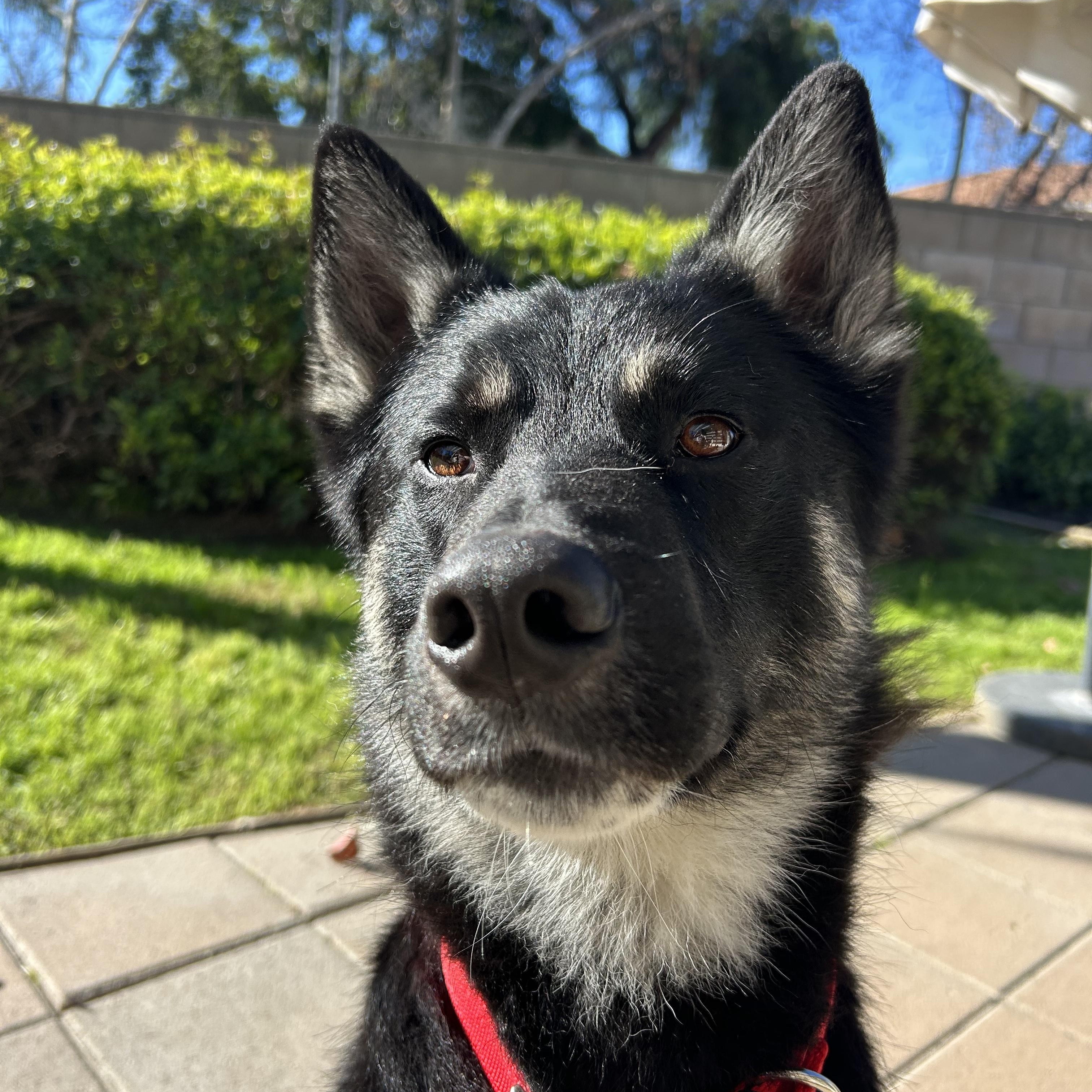 Enlarge Bandit, a ADOPTABLE mixed breed in san bernadino, CA image 3/6
