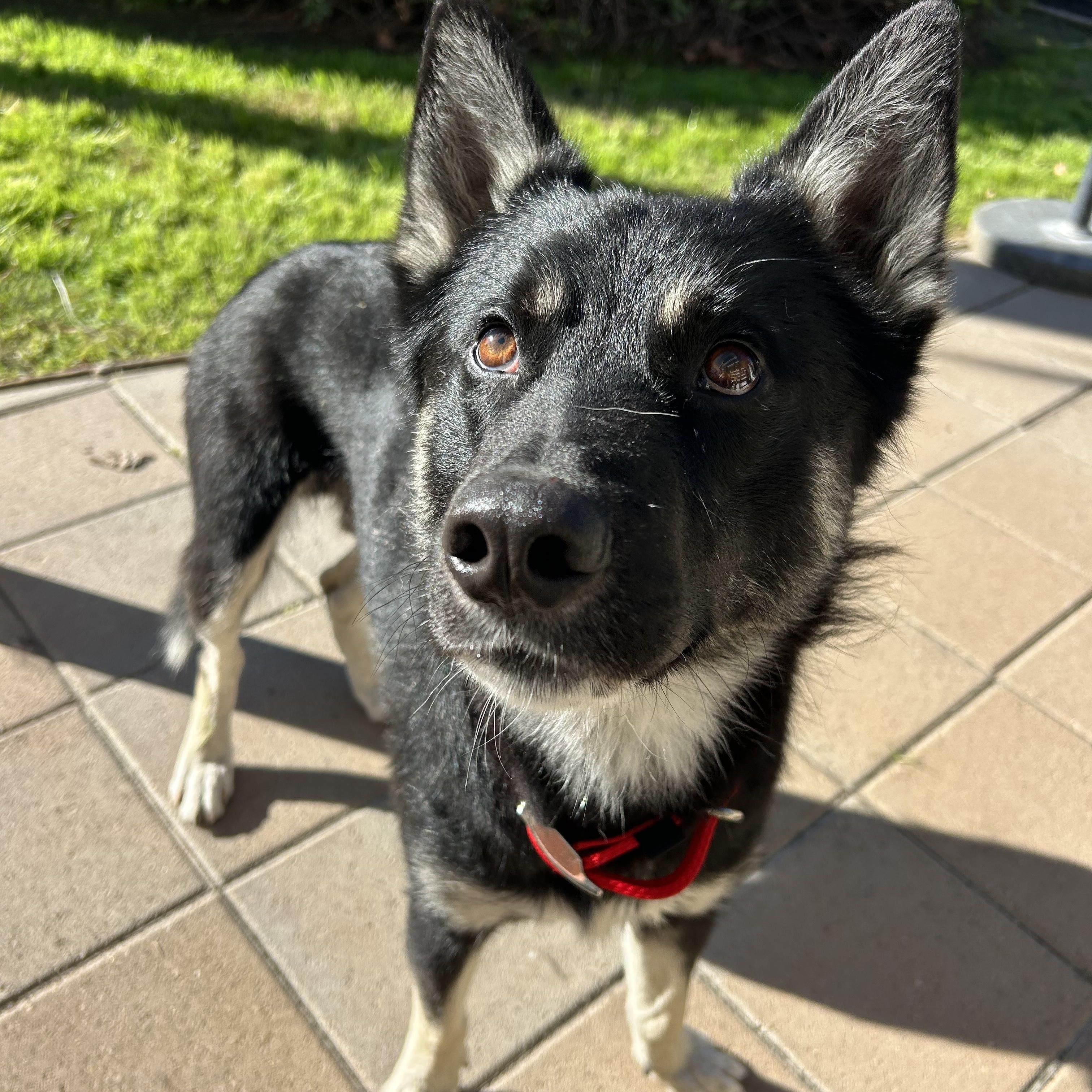 Enlarge Bandit, a ADOPTABLE mixed breed in san bernadino, CA image 2/6