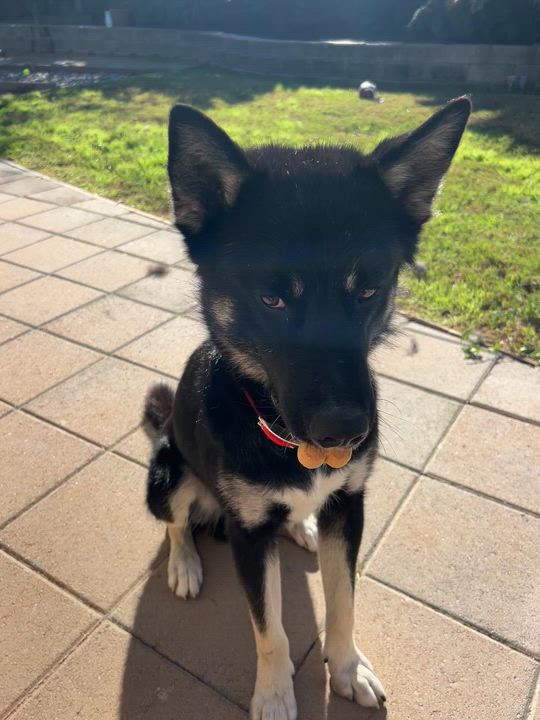 Enlarge Bandit, a ADOPTABLE mixed breed in san bernadino, CA video 4/6