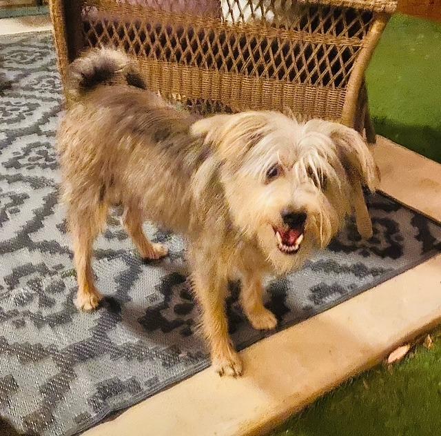 Oscar, Adopted, Young Male Schnauzer.