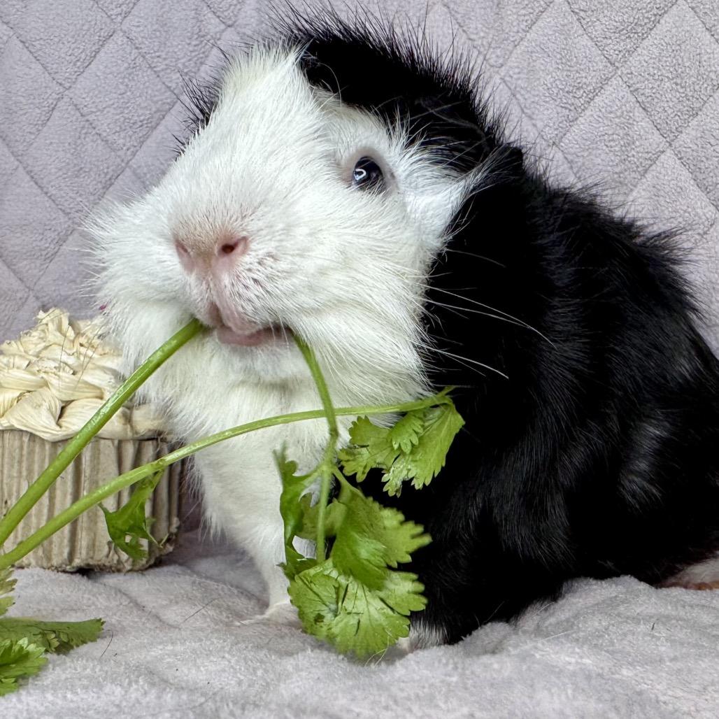 Enlarge Jax, a Adoptable Guinea Pig in Miami, FL image 1/6