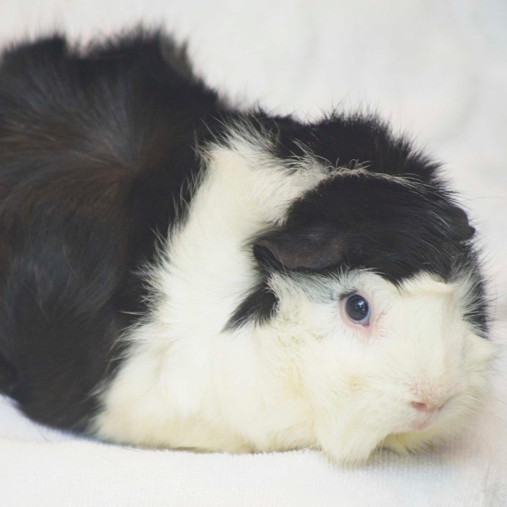 Jax, Adoptable, Adult Male Guinea Pig.
