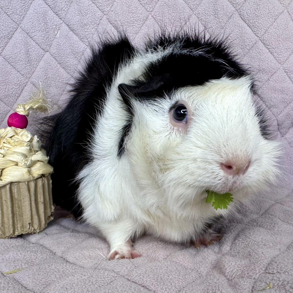 Enlarge Jax, a Adoptable Guinea Pig in Miami, FL image 2/6