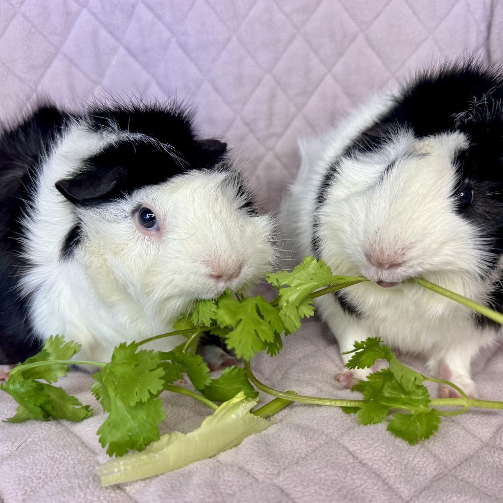 Enlarge Jax, a Adoptable Guinea Pig in Miami, FL image 3/6
