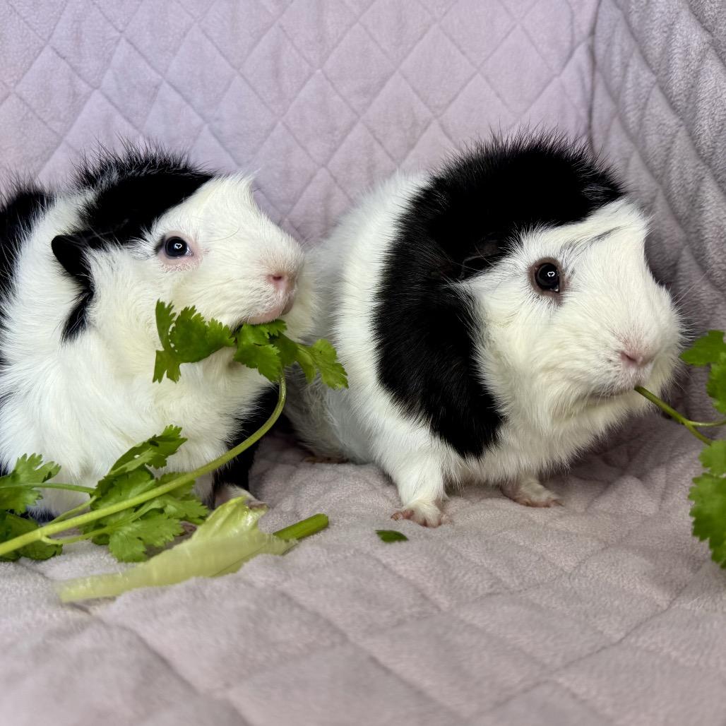 Enlarge Jax, a Adoptable Guinea Pig in Miami, FL image 4/6