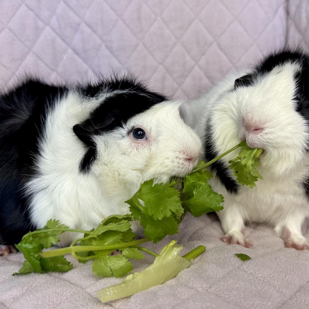Enlarge Jax, a Adoptable Guinea Pig in Miami, FL image 5/6