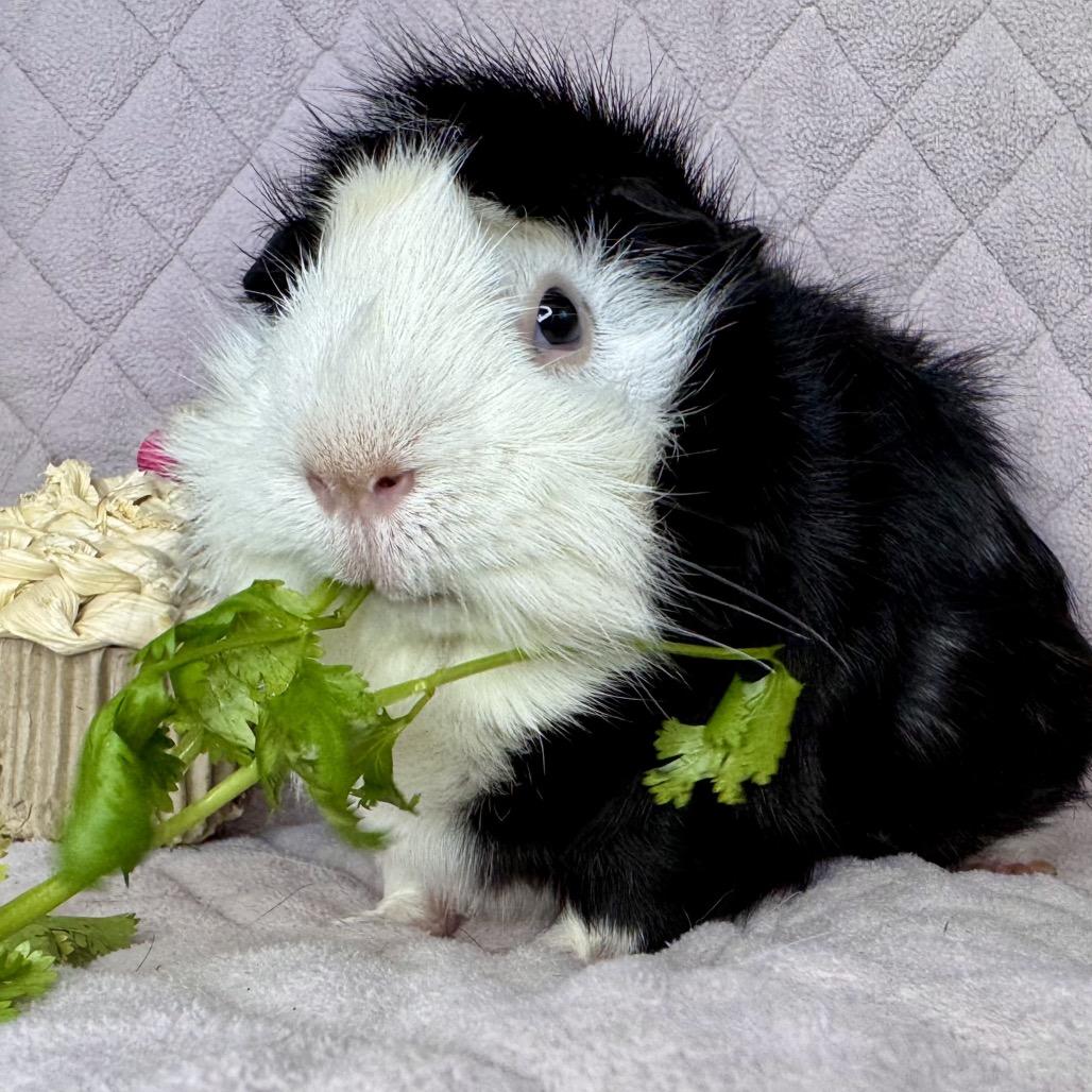 Enlarge Jax, a Adoptable Guinea Pig in Miami, FL image 6/6