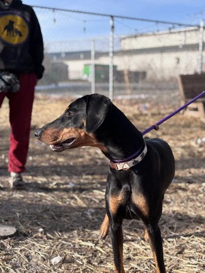 Dallas, Adoptable, Young Female Doberman Pinscher.